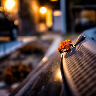 flower_smart_20151026_3192