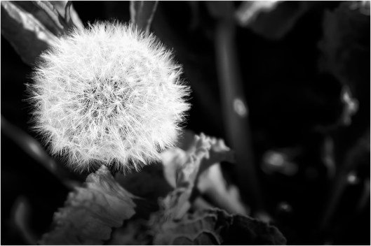Dandelions_DSF7024