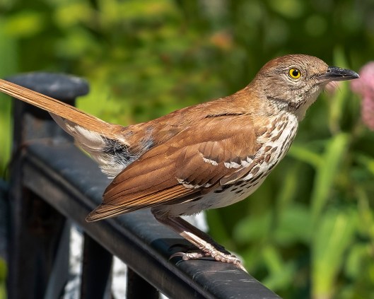 Brown_Thrasher_DSF8516