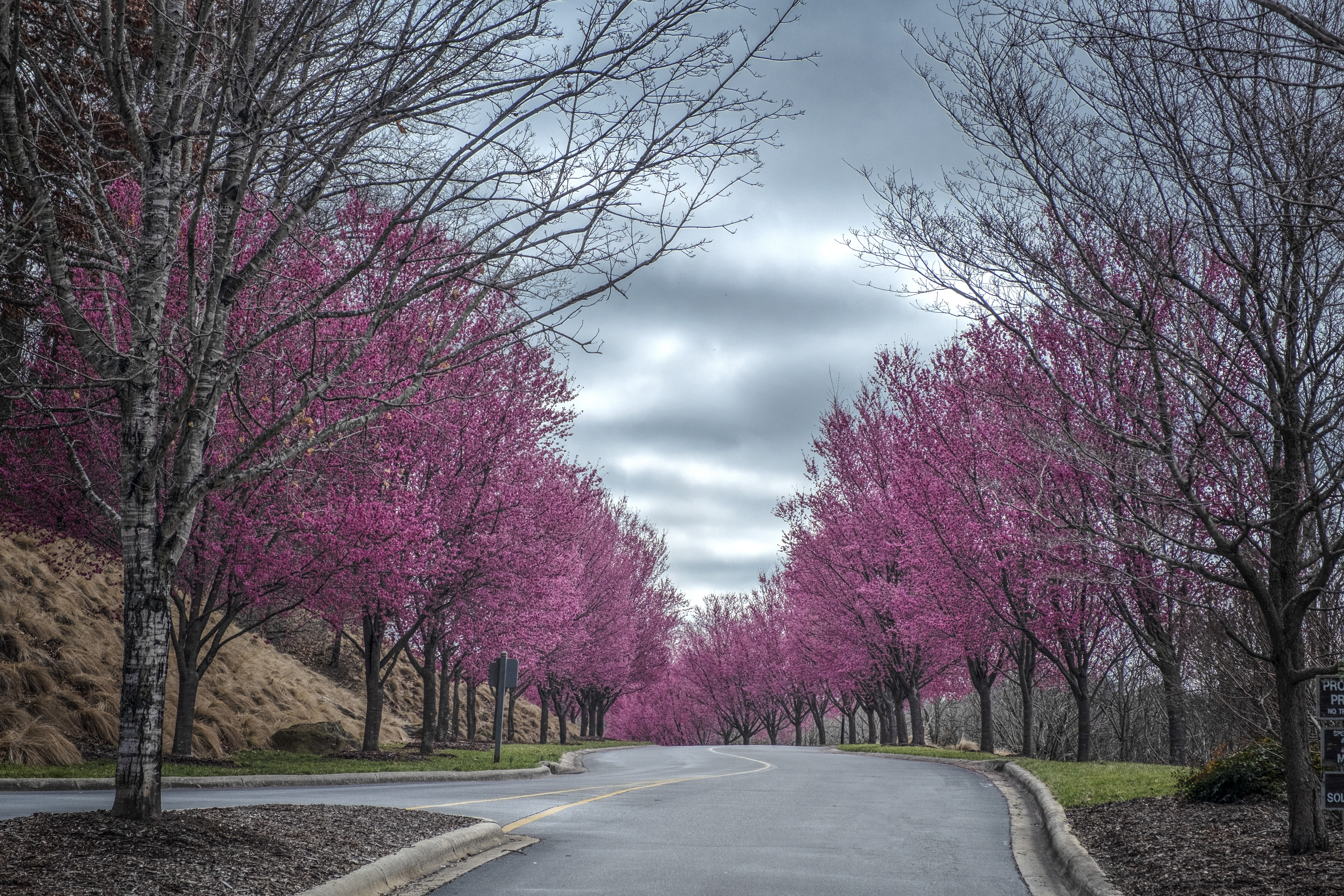 zDSCF3803.lusterPrint